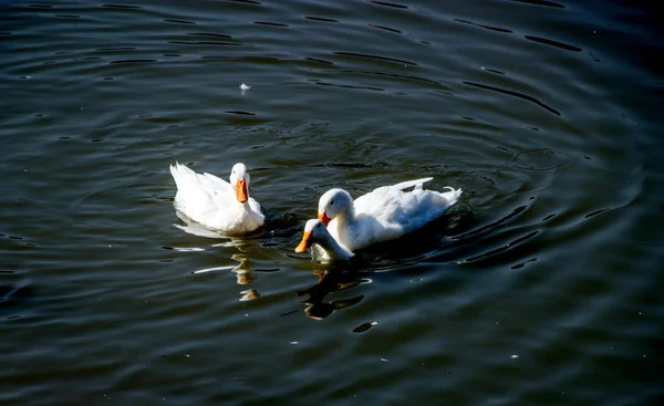 연못에 흰 오리 — 스톡 사진