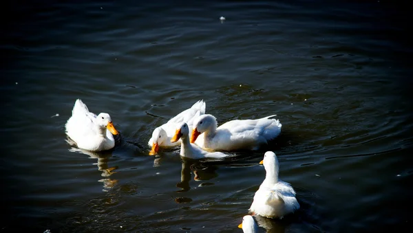 Weiße Ente im Teich — Stockfoto