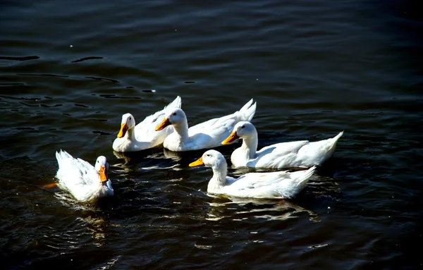연못에 흰 오리 — 스톡 사진