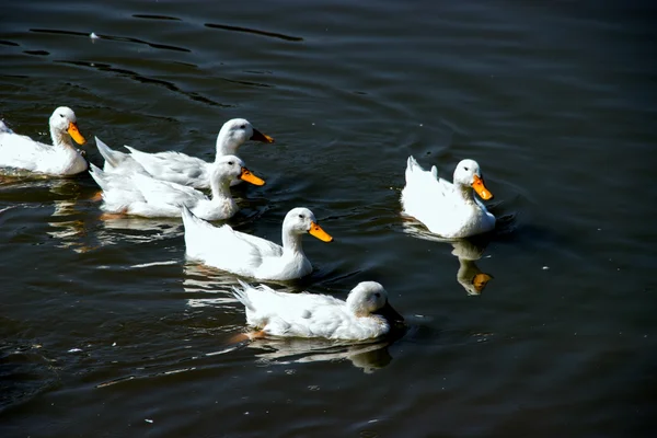 白鸭子在池塘里 — 图库照片