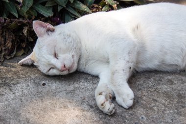 katta uyuyan yolunu yitirmek kedi 