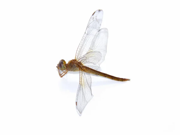 격리에 drogonfly incet — 스톡 사진