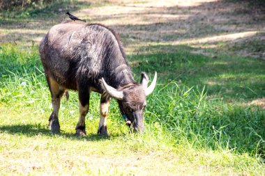 Tay buffalo ve sahada siyah kuş