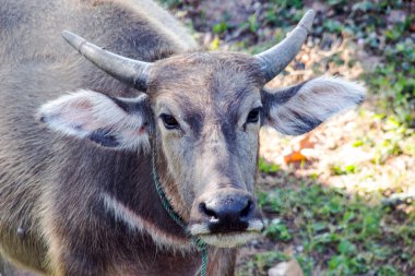 Tay buffalo ve sahada siyah kuş