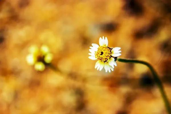 Flou fleur de camomille en arrière-plan brun — Photo