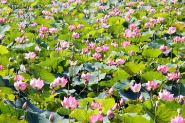 pembe lotus gölet üzerinde