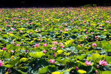 pembe lotus gölet üzerinde