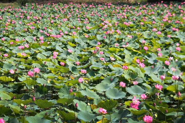 Loto rosa en el estanque — Foto de Stock