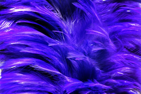 Pelliccia azzurra da piuma — Foto Stock