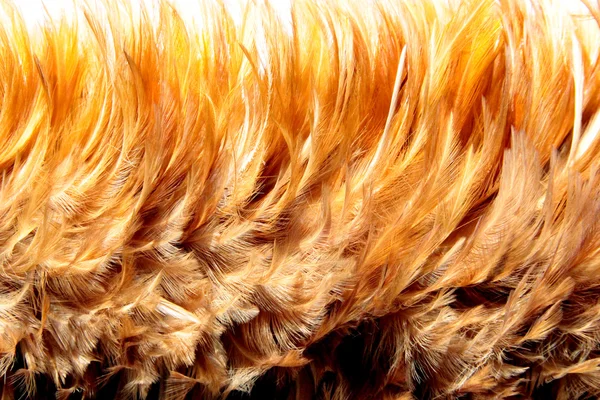 Brun päls från feather — Stockfoto
