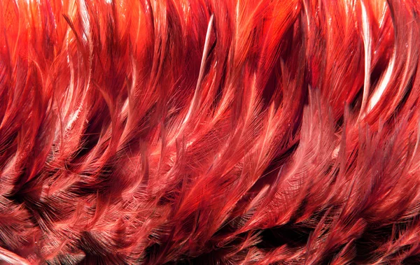 Piel roja de plumas — Foto de Stock