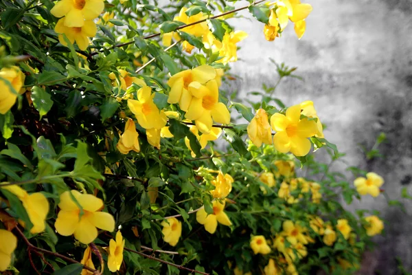 Квітки жовті Бугенвіль — стокове фото