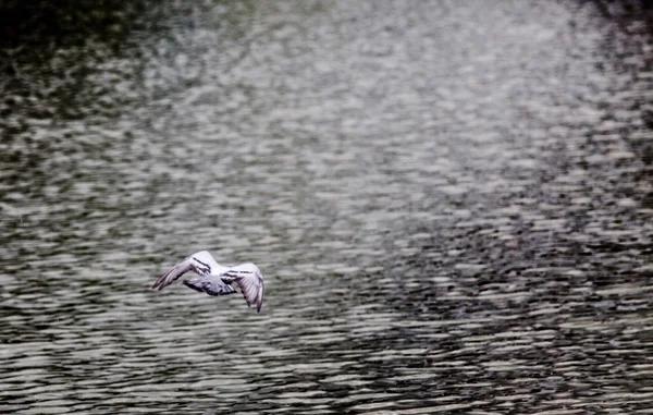 Pegion de roca volar en el agua — Foto de Stock
