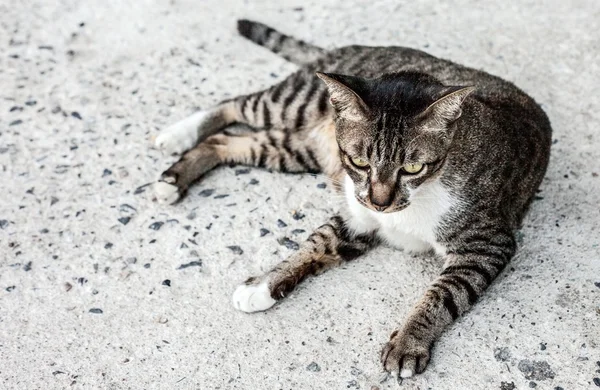 Focus lonely feeling face of stray cat outdoors. Sleeping on the — Stock Photo, Image