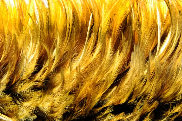 Pêlo dourado de penas — Fotografia de Stock