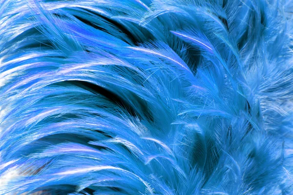 Blaues Fell aus Feder — Stockfoto