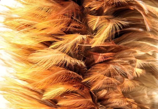 Золотой мех из перьев — стоковое фото