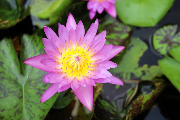 Loto rosa en estanque — Foto de Stock
