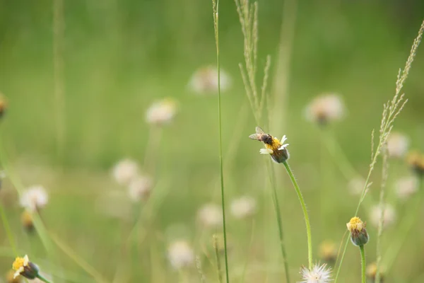 Být na květ trávy — Stock fotografie