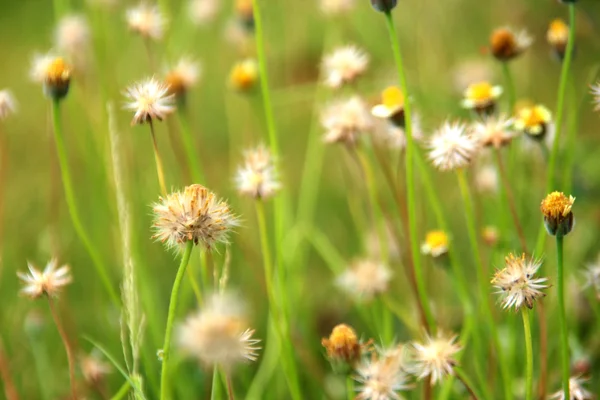 Kvete několik malých trávy na přírodu — Stock fotografie