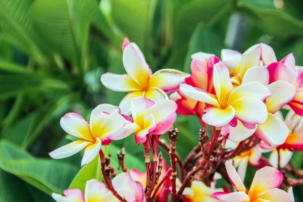 Frangipani flor tailandesa spa — Foto de Stock