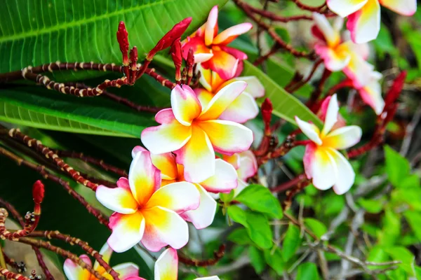 Flores blancas amarillas de Frangipani — Foto de Stock