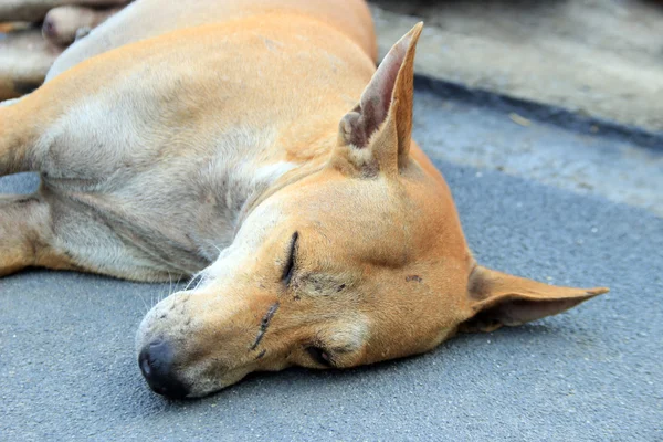Stray cão dormir no chão — Fotografia de Stock