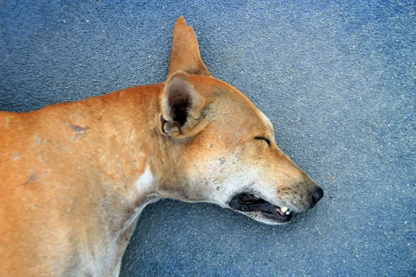 Head of stray dog sleep on ground — Stock Photo, Image