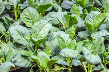 Çince lahana Sebze Bahçe