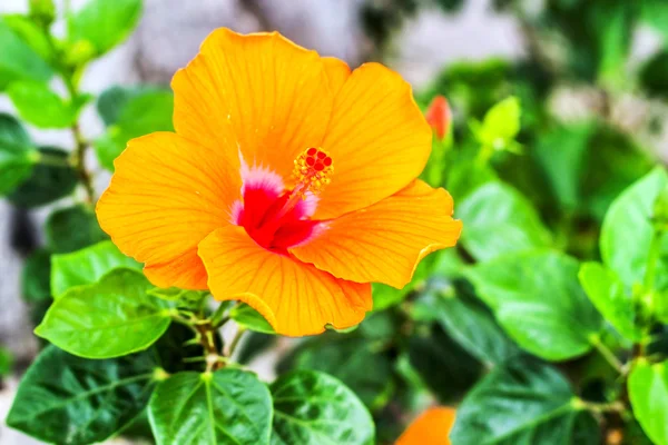 Flor de hibisco naranja — Foto de Stock