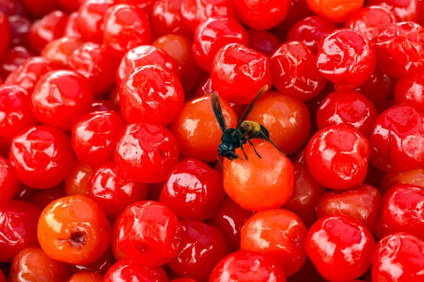 Lebah di cherry merah — Stok Foto