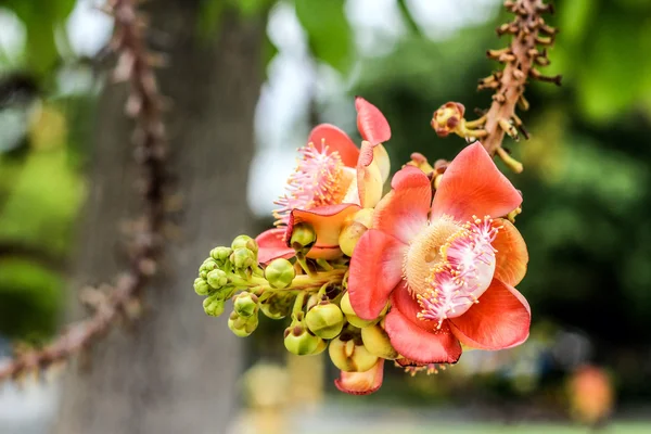 Canonball flor — Foto de Stock