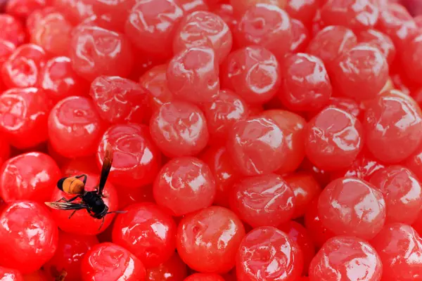 Lebah di cherry merah — Stok Foto
