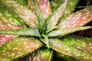 pembe aloe vera kadar kapatın