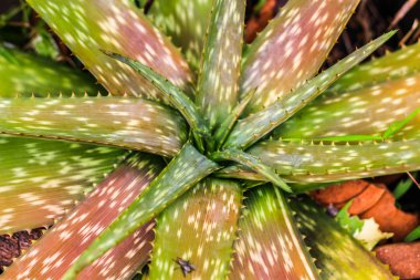 pembe aloe vera kadar kapatın 