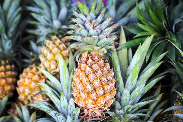 Ananas op de markt — Stockfoto