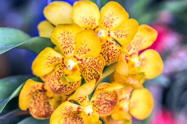 Kaplan orchiid çiçek