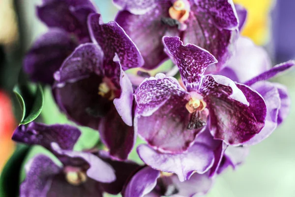Cerca de la flor púrpura orkid — Foto de Stock