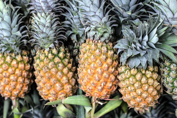 Ananas op de markt — Stockfoto