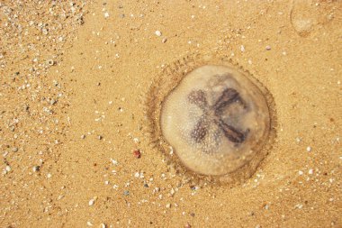 jöle balık kum üzerinde