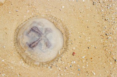 jöle balık kum üzerinde