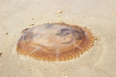 jöle balık kum üzerinde