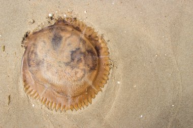 jöle balık kum üzerinde