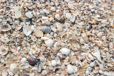 Sahilde fosil kabuğu