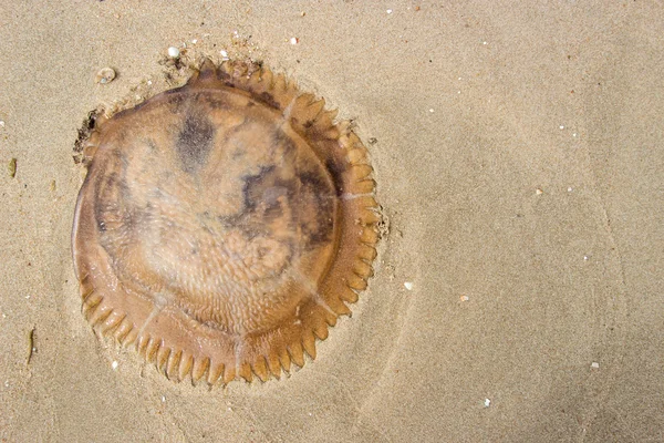 jöle balık kum üzerinde