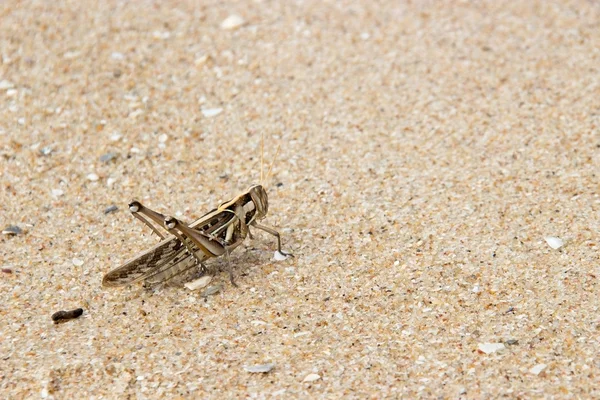 Brown Patanka grasshopper on sand beach — Stock Photo, Image