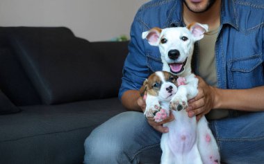 Koltukta oturan adam iki sevimli Jack Russell Terrier yavrusunu tutuyor.