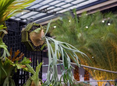 Gür tropik bir serada ahşap bir çerçeveye monte edilmiş egzotik staghorn eğreltiotu (Platycerium). Botanik, biyofilik tasarım ve bahçe işleri için ideal.