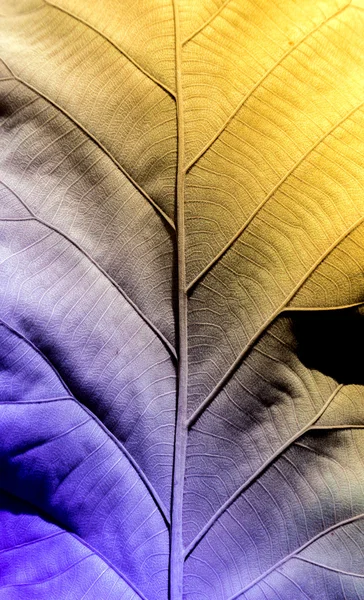 Botany cell of dry leaf vintage — Stock Photo, Image