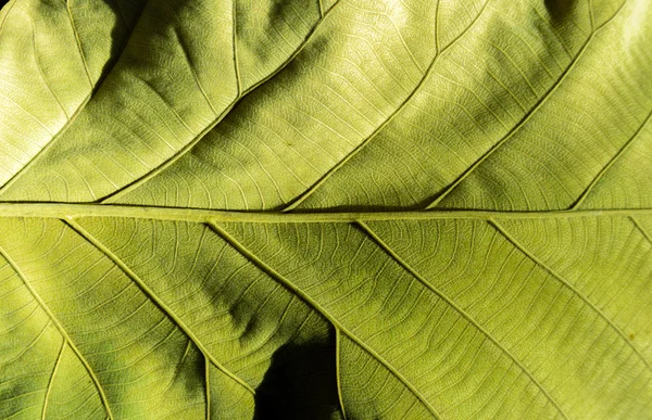 Green leaf texture — Stock Photo, Image